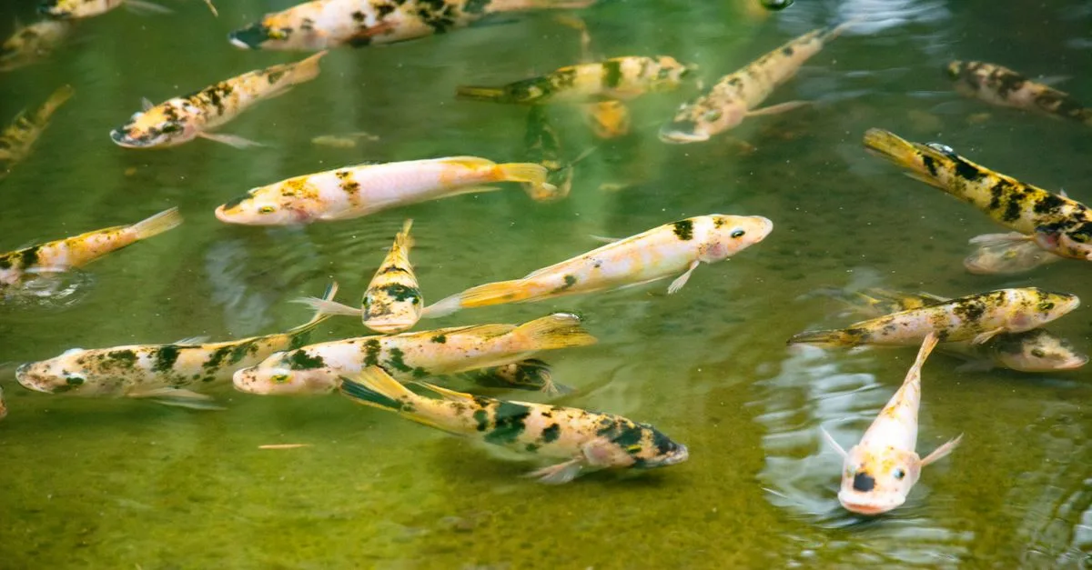 découvrez comment optimiser l'aquaponie pour maximiser la croissance des plantes et des poissons grâce à des techniques efficaces et durables.