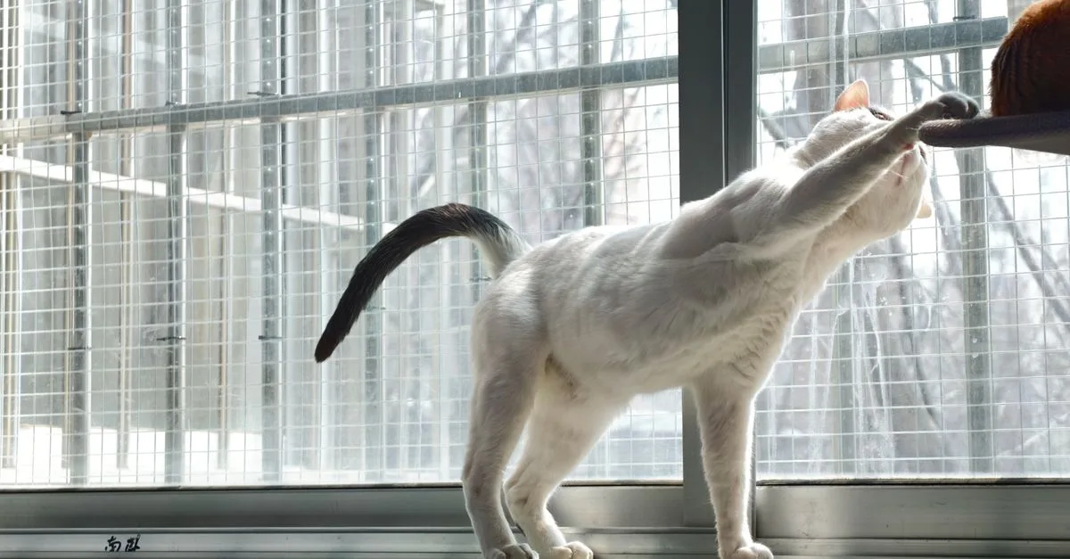 conseils pour une coexistence harmonieuse entre plusieurs chats : astuces pour favoriser la paix et le bien-être chez vos félins.